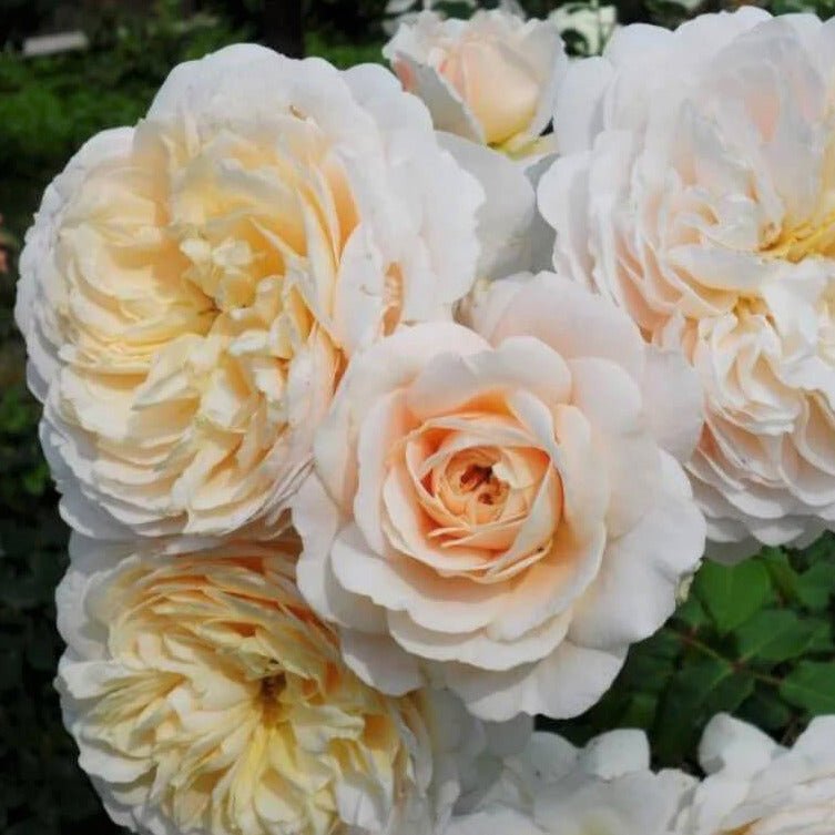 Crocus ® Floribunda Roses garden rose bushes potted or bare root plants