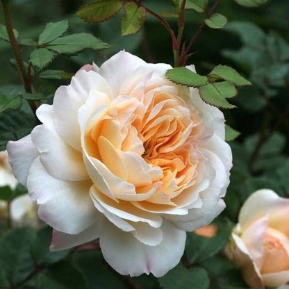 Crocus ® Floribunda Roses garden rose bushes potted or bare root plants