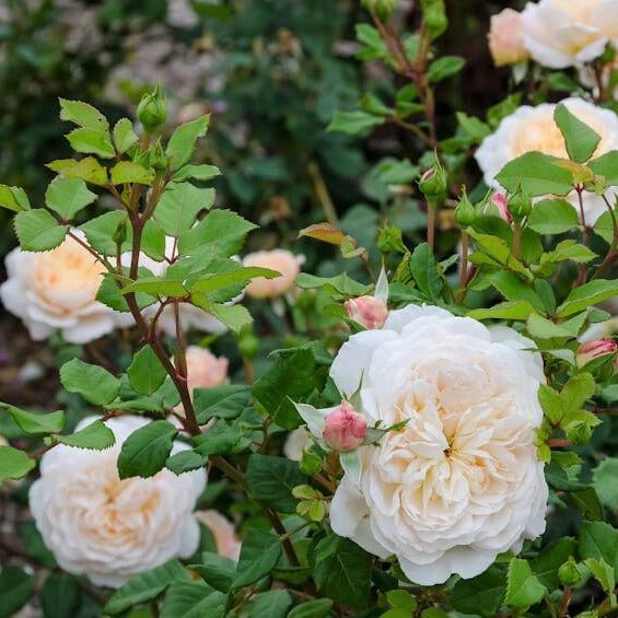 Crocus ® Floribunda Roses garden rose bushes potted or bare root plants