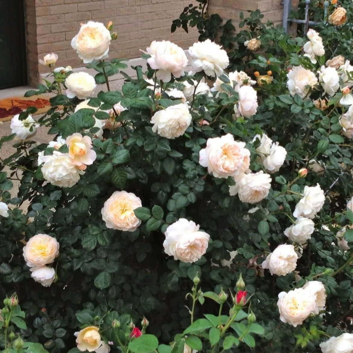 Crocus ® Floribunda Roses garden rose bushes potted or bare root plants