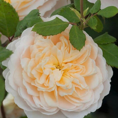 Crocus ® Floribunda Roses garden rose bushes potted or bare root plants