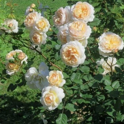 Crocus ® Floribunda Roses garden rose bushes potted or bare root plants