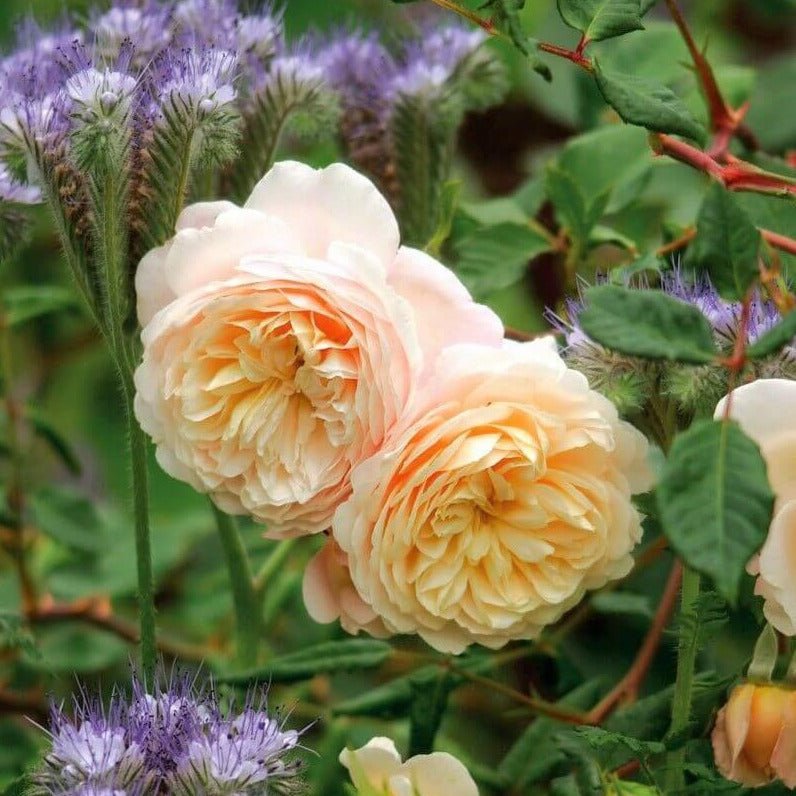 Crocus ® Floribunda Roses garden rose bushes potted or bare root plants