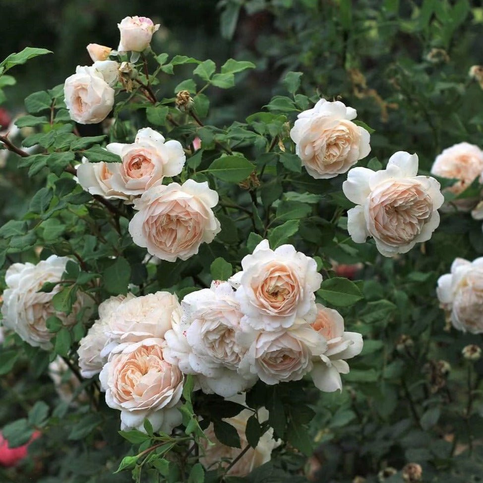 Crocus ® Floribunda Roses garden rose bushes potted or bare root plants