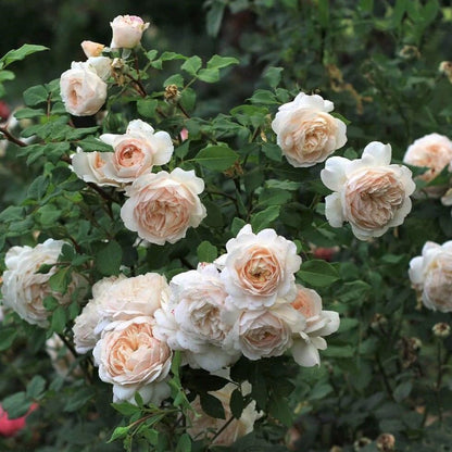 Crocus ® Floribunda Roses garden rose bushes potted or bare root plants