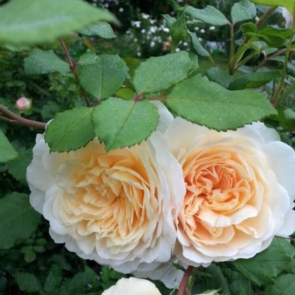 Crocus ® Floribunda Roses garden rose bushes potted or bare root plants