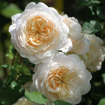 Crocus ® Floribunda Roses garden rose bushes potted or bare root plants