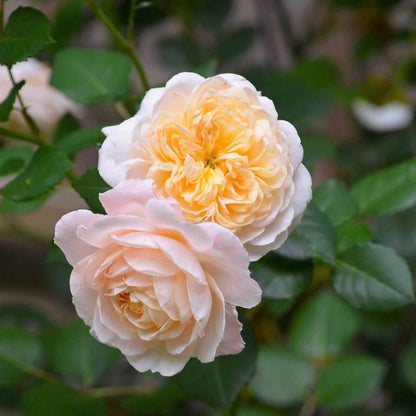 Crocus ® Floribunda Roses garden rose bushes potted or bare root plants