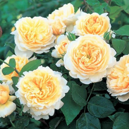 Crocus ® Floribunda Roses garden rose bushes potted or bare root plants