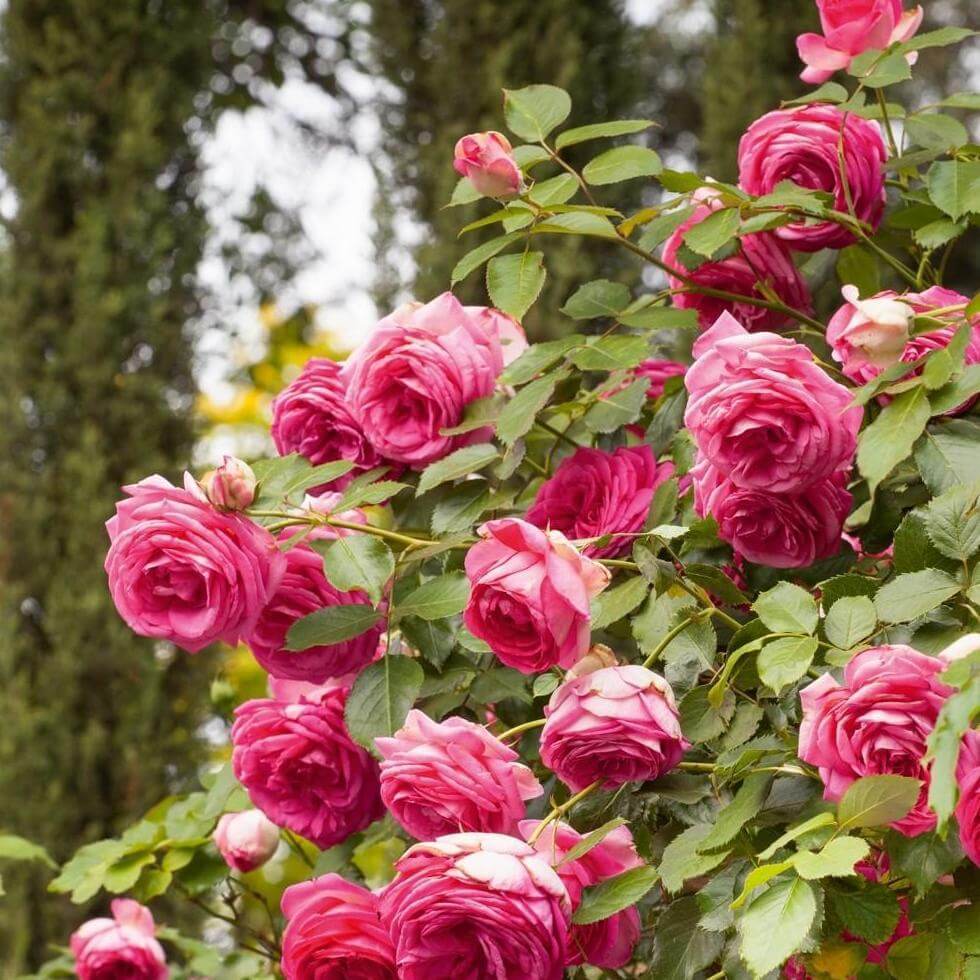 Cyclamen Pierre de Ronsard (Cyclamen Eden Rose) ® Climbing Roses garden rose bushes potted or bare root plants