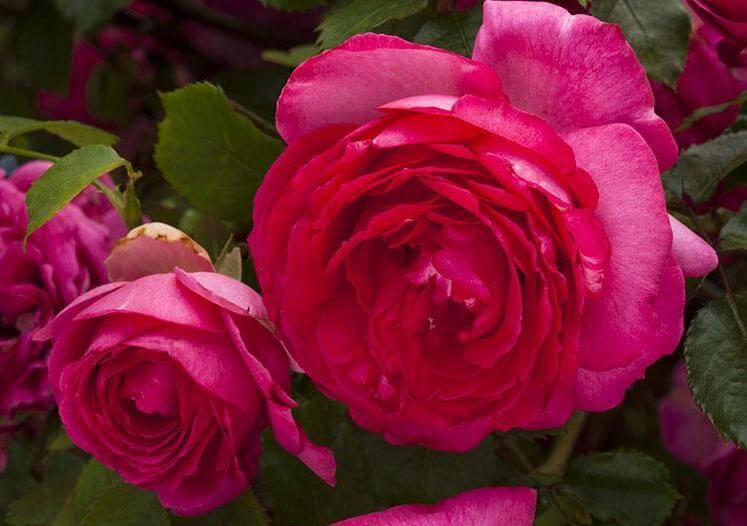 Cyclamen Pierre de Ronsard (Cyclamen Eden Rose) ® Climbing Roses garden rose bushes potted or bare root plants