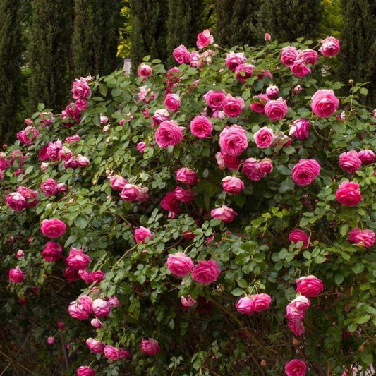 Cyclamen Pierre de Ronsard (Cyclamen Eden Rose) ® Climbing Roses garden rose bushes potted or bare root plants