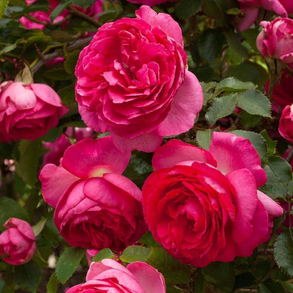 Cyclamen Pierre de Ronsard (Cyclamen Eden Rose) ® Climbing Roses garden rose bushes potted or bare root plants