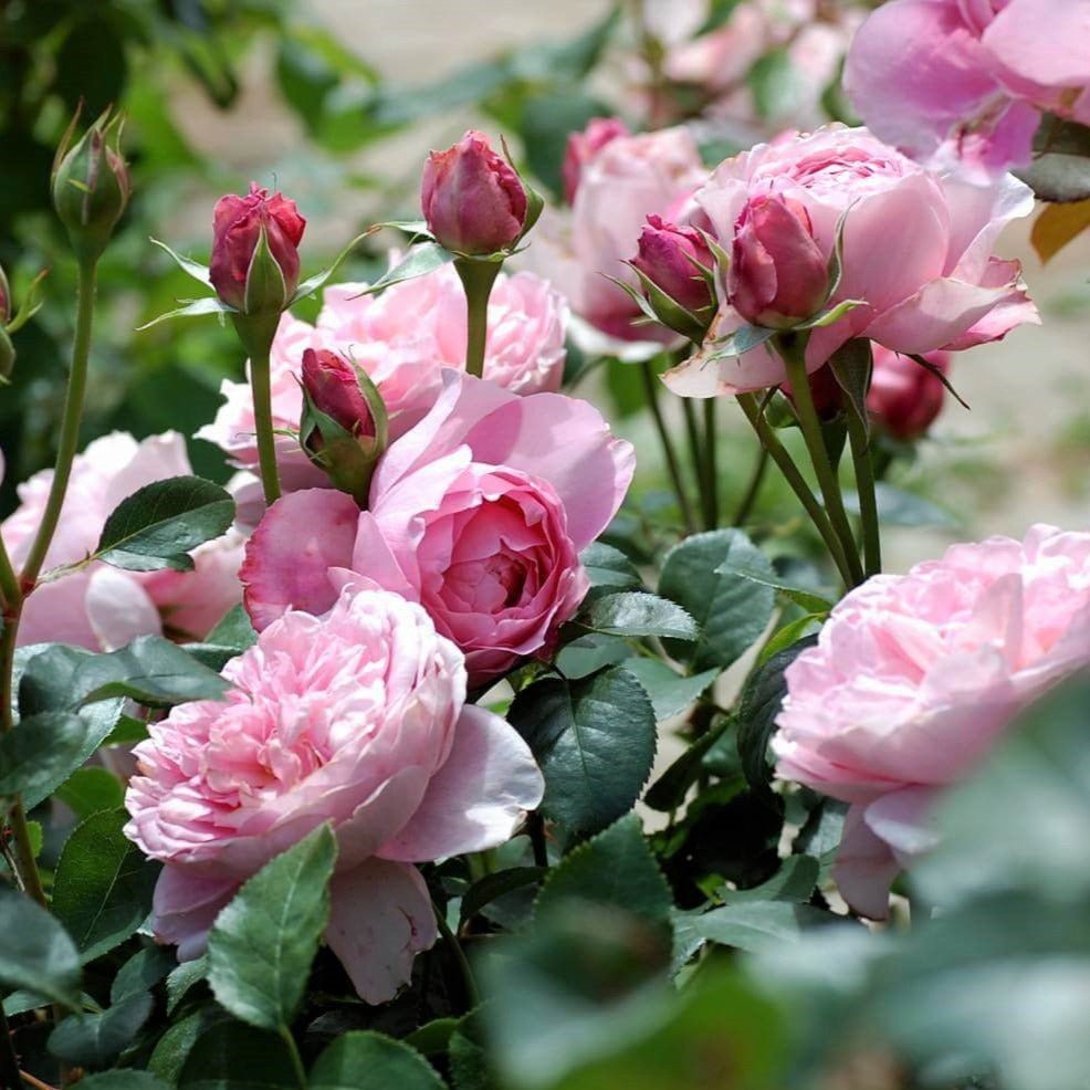 Dames de Chenonceau ® Floribunda Roses garden rose bushes potted or bare root plants