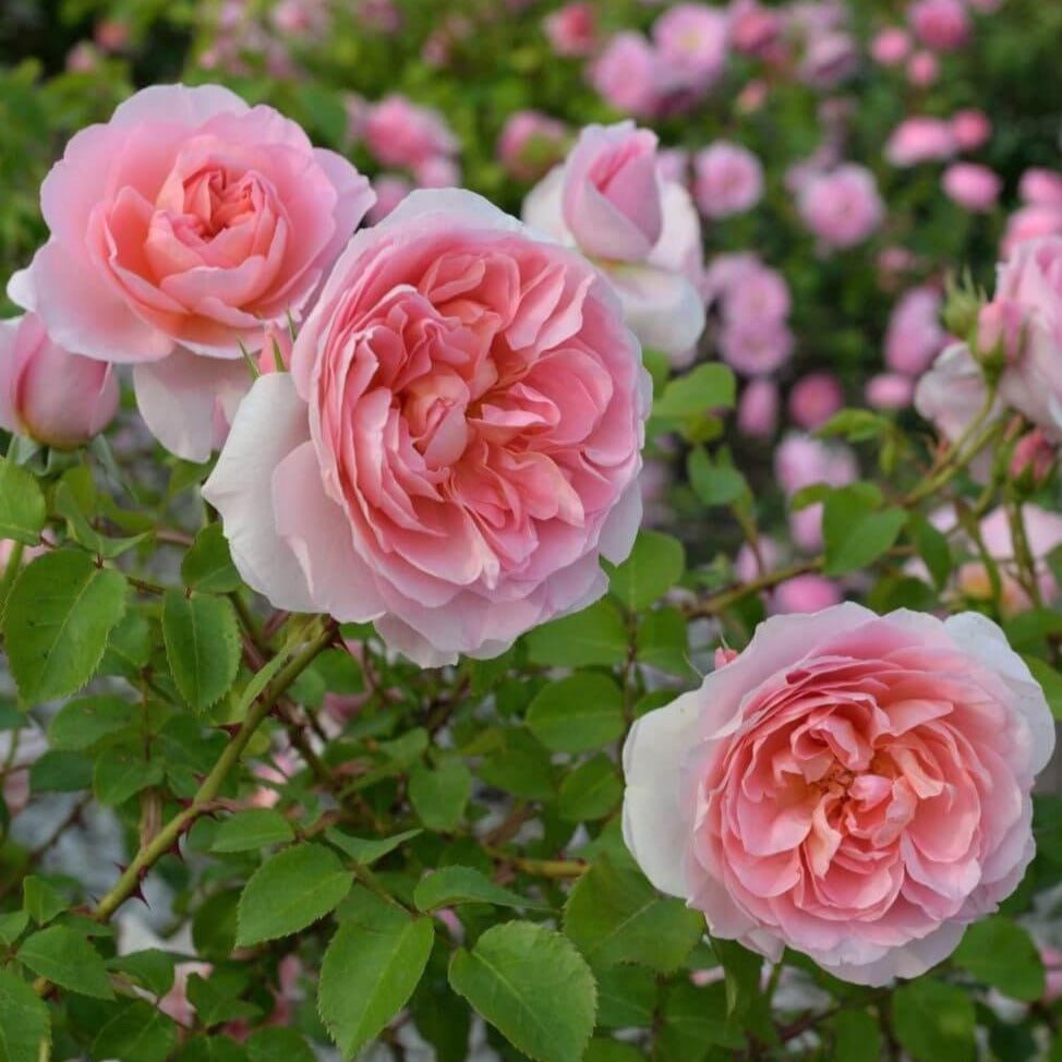 Dames de Chenonceau ® Floribunda Roses garden rose bushes potted or bare root plants
