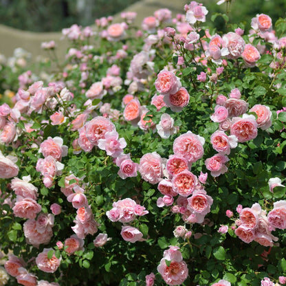 Dames de Chenonceau ® Floribunda Roses garden rose bushes potted or bare root plants