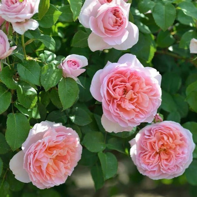 Dames de Chenonceau ® Floribunda Roses garden rose bushes potted or bare root plants