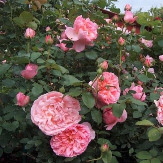 Dames de Chenonceau ® Floribunda Roses garden rose bushes potted or bare root plants