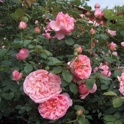 Dames de Chenonceau ® Floribunda Roses garden rose bushes potted or bare root plants