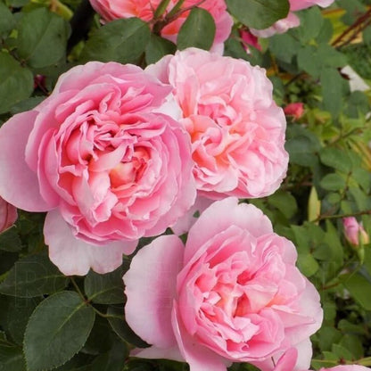 Dames de Chenonceau ® Floribunda Roses garden rose bushes potted or bare root plants