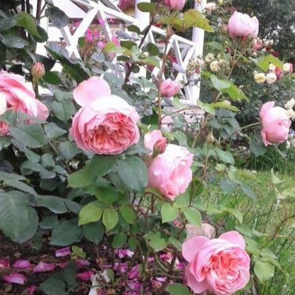 Dames de Chenonceau ® Floribunda Roses garden rose bushes potted or bare root plants