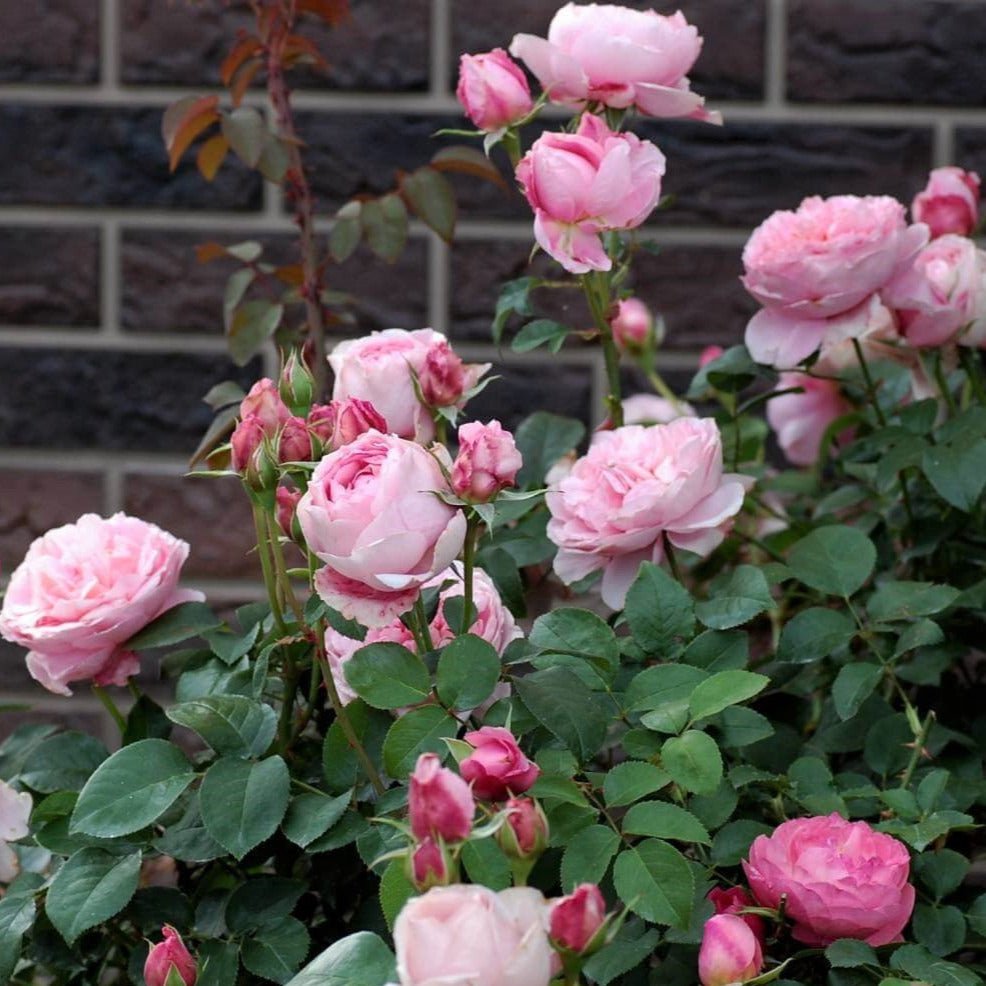 Dames de Chenonceau ® Floribunda Roses garden rose bushes potted or bare root plants