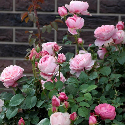 Dames de Chenonceau ® Floribunda Roses garden rose bushes potted or bare root plants