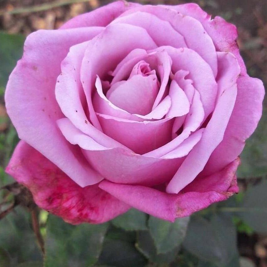 Doamna in Mov ®' Hybrid Tea Roses garden rose bushes potted or bare root plants