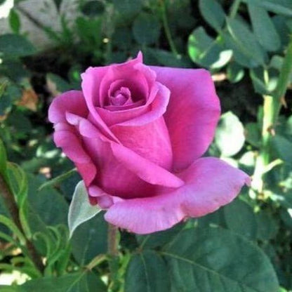 Doamna in Mov ®' Hybrid Tea Roses garden rose bushes potted or bare root plants