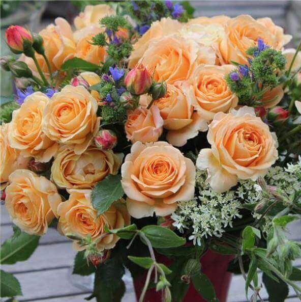 Dolce Vita ® Floribunda Roses garden rose bushes potted or bare root plants