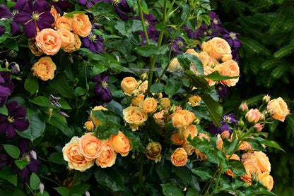 Dolce Vita ® Floribunda Roses garden rose bushes potted or bare root plants
