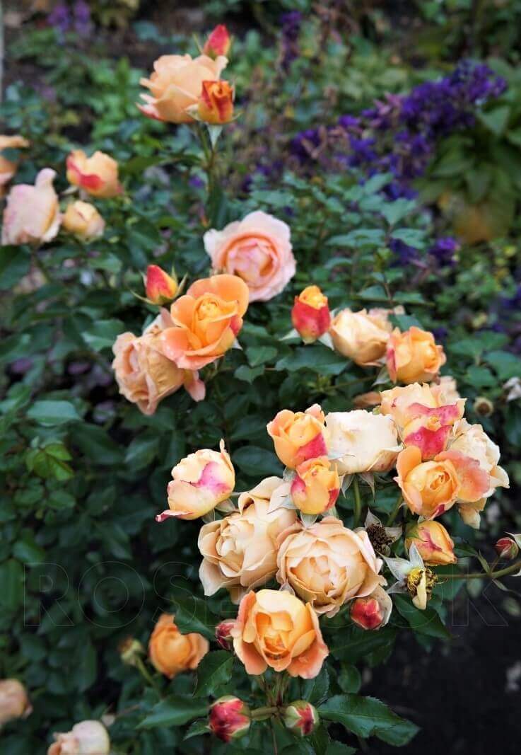 Dolce Vita ® Floribunda Roses garden rose bushes potted or bare root plants