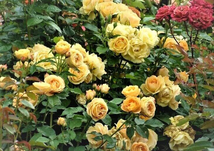 Dolce Vita ® Floribunda Roses garden rose bushes potted or bare root plants