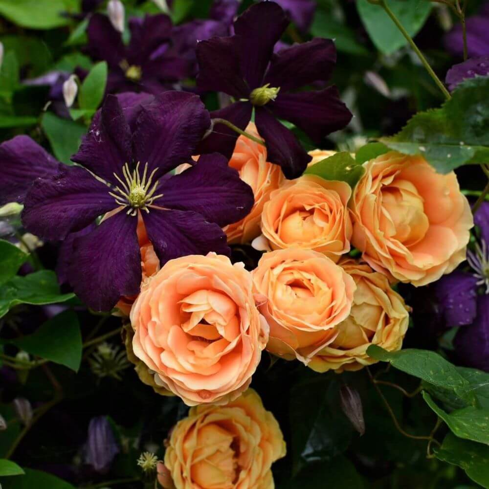 Dolce Vita ® Floribunda Roses garden rose bushes potted or bare root plants