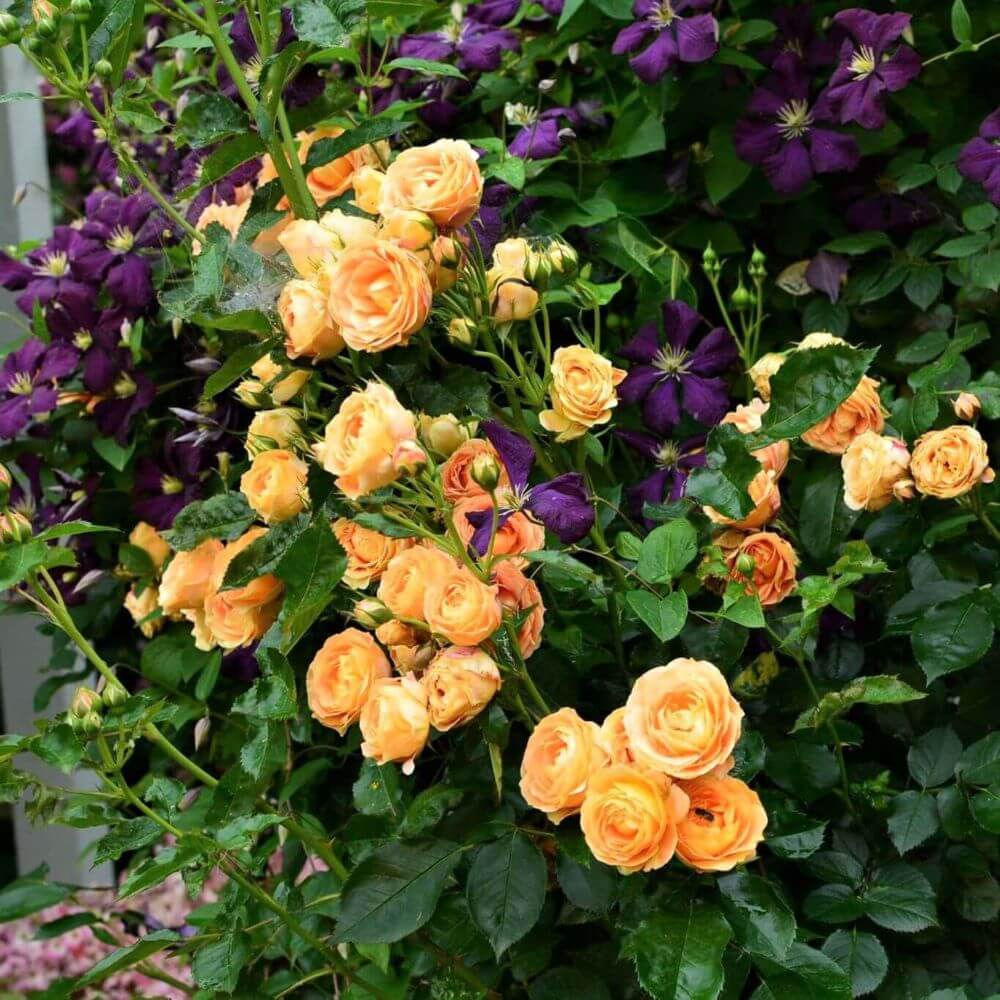 Dolce Vita ® Floribunda Roses garden rose bushes potted or bare root plants