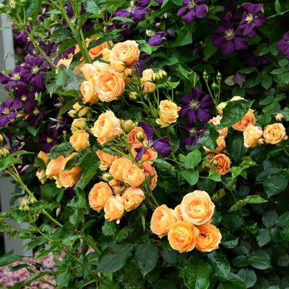 Dolce Vita ® Floribunda Roses garden rose bushes potted or bare root plants