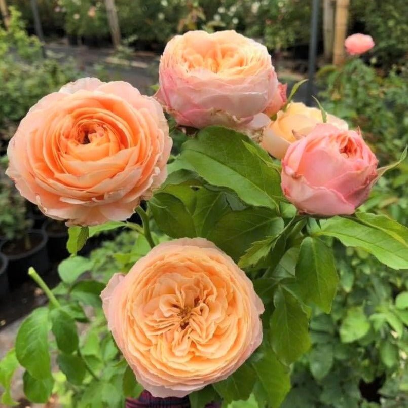 Domaine de Chantilly ® Floribunda Roses garden rose bushes potted or bare root plants