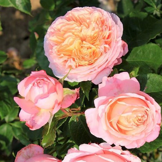 Domaine de Chantilly ® Floribunda Roses garden rose bushes potted or bare root plants