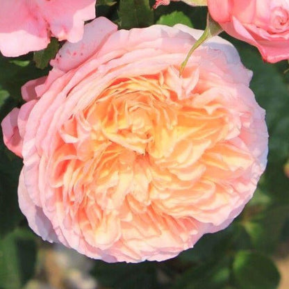 Domaine de Chantilly ® Floribunda Roses garden rose bushes potted or bare root plants