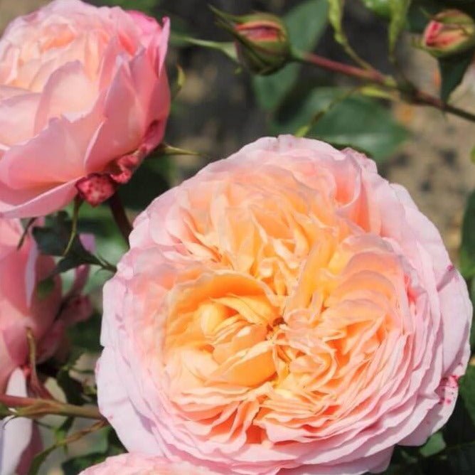 Domaine de Chantilly ® Floribunda Roses garden rose bushes potted or bare root plants