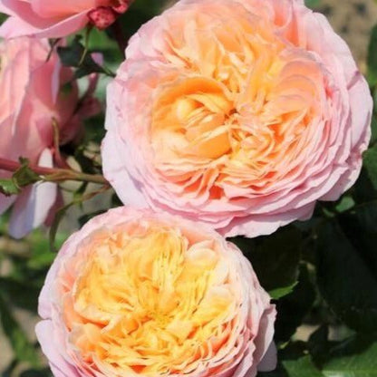Domaine de Chantilly ® Floribunda Roses garden rose bushes potted or bare root plants