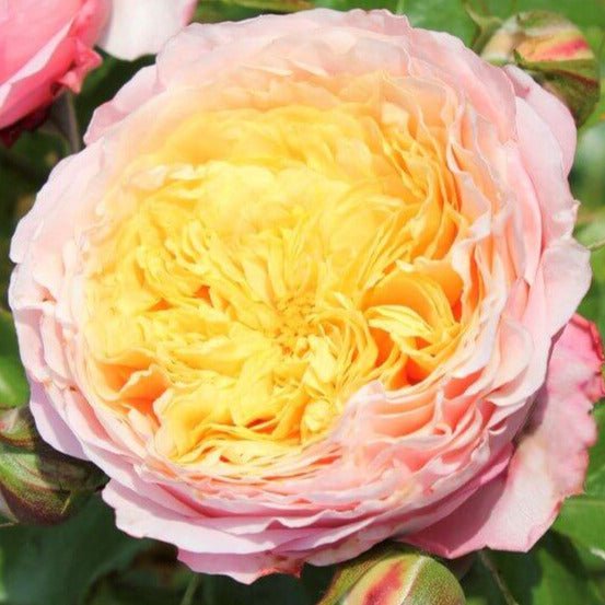 Domaine de Chantilly ® Floribunda Roses garden rose bushes potted or bare root plants