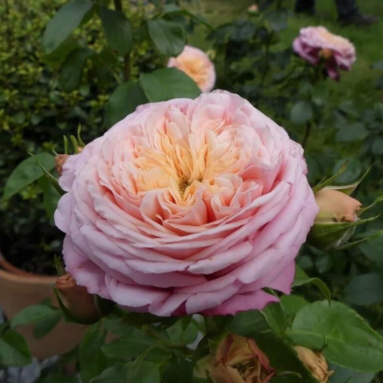 Domaine de Chantilly ® Floribunda Roses garden rose bushes potted or bare root plants