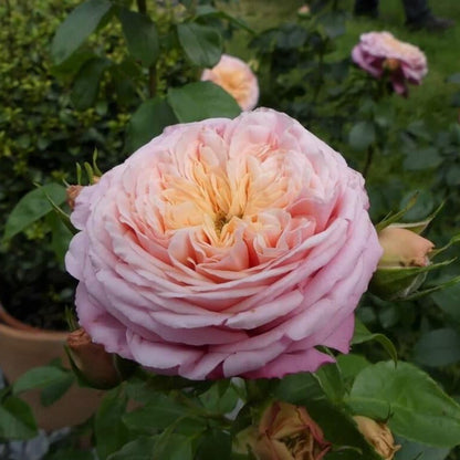 Domaine de Chantilly ® Floribunda Roses garden rose bushes potted or bare root plants