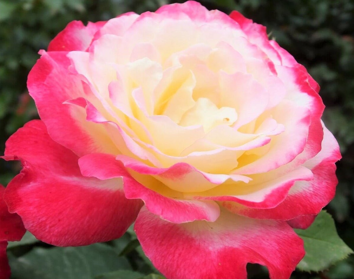 Double Delight ® Hybrid Tea Roses garden rose bushes potted or bare root plants