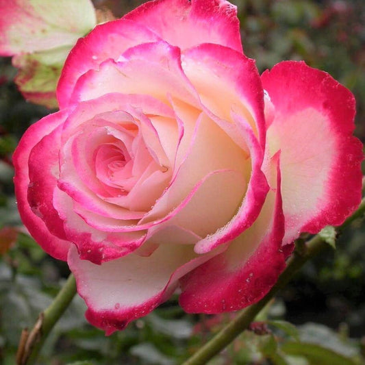 Double Delight ® Hybrid Tea Roses garden rose bushes potted or bare root plants