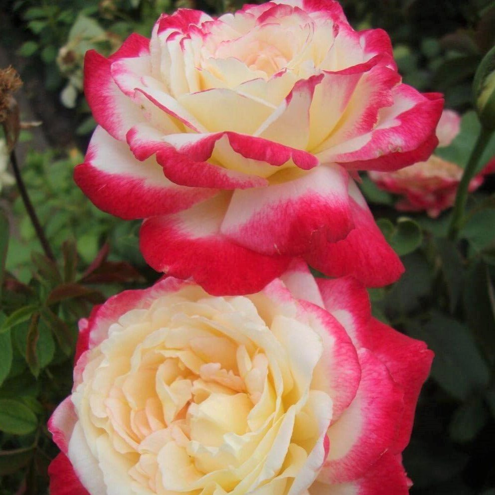 Double Delight ® Hybrid Tea Roses garden rose bushes potted or bare root plants