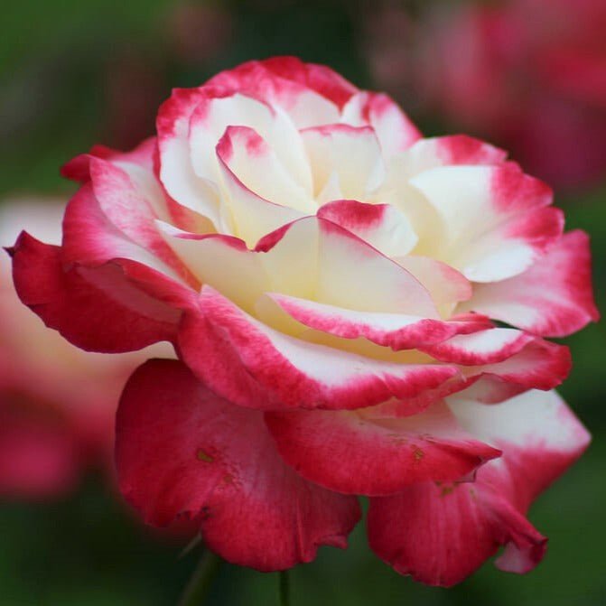 Double Delight ® Hybrid Tea Roses garden rose bushes potted or bare root plants