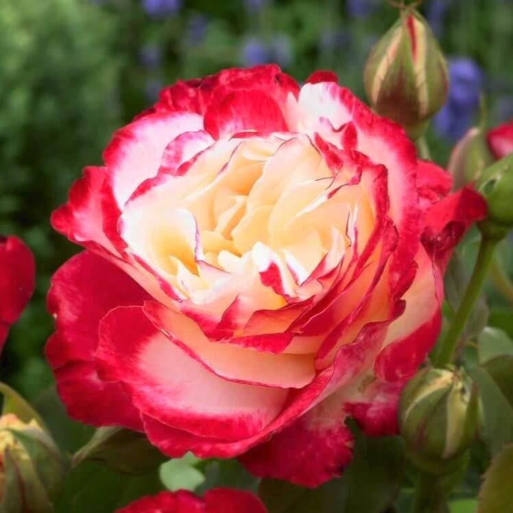 Double Delight ® Hybrid Tea Roses garden rose bushes potted or bare root plants