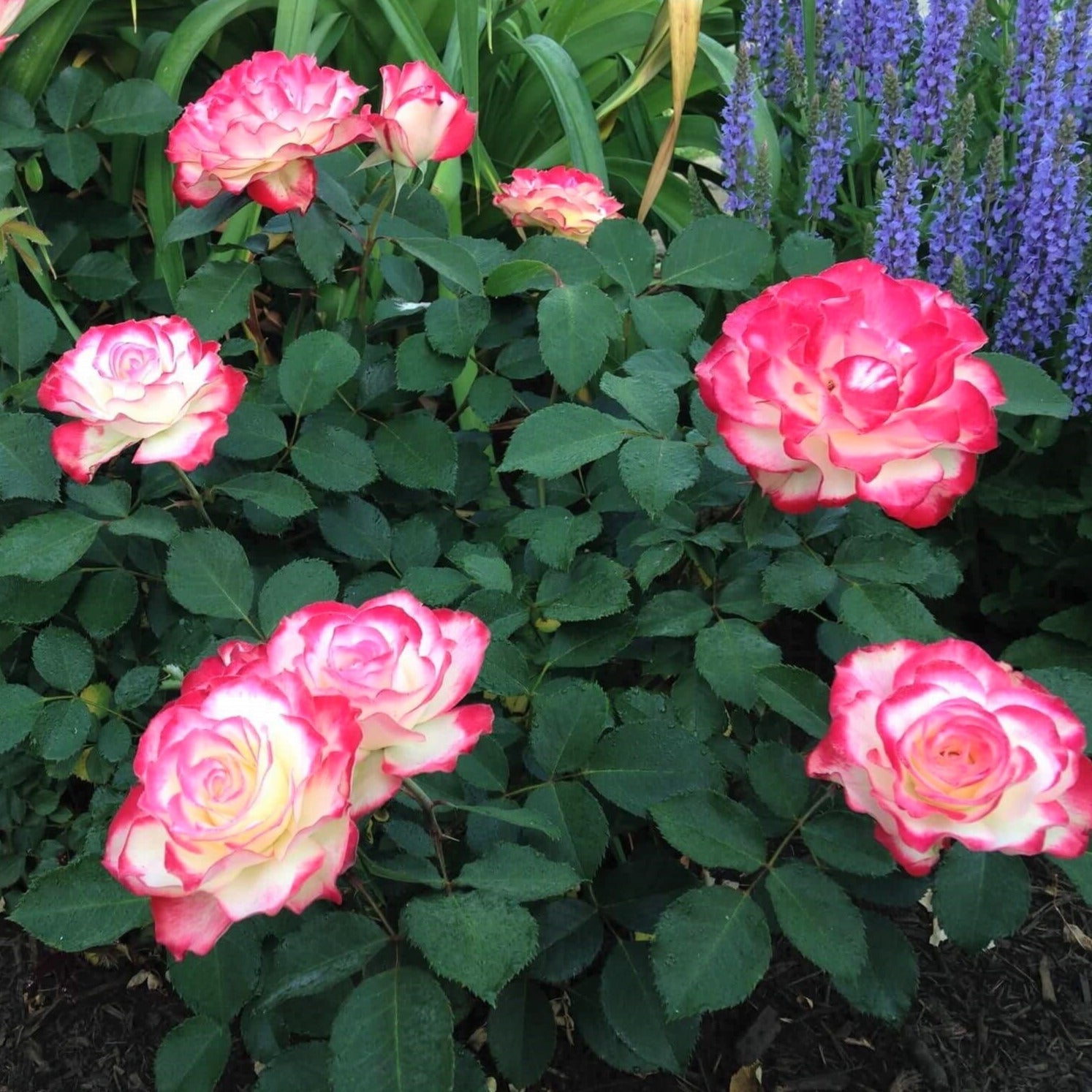 Double Delight ® Hybrid Tea Roses garden rose bushes potted or bare root plants